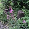 waldweidenrschen vor rotem hartriegel